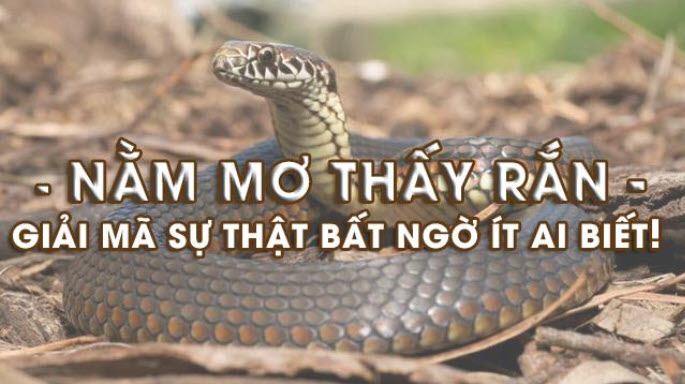 Giấc mơ thấy rắn cắn mang nhiều điềm báo xui rủi Giấc mơ thấy rắn cắn mang nhiều điềm báo xui rủi