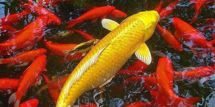 Mơ thấy cá chép có ý nghĩa gì, đánh lô đề bao nhiêu - 2 mơ thấy cá chép