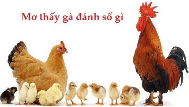 Bí ẩn của giấc mơ thấy gà - 5 Chọn số đề theo giấc mơ