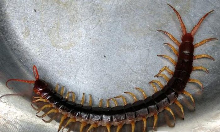 Mơ thấy con rết là điềm báo gì - 2 Mơ thấy con rết là điềm báo