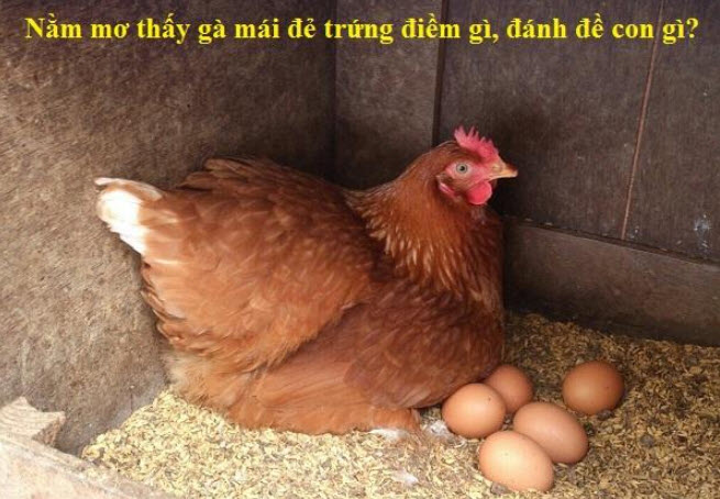 Bí ẩn của giấc mơ thấy gà - 3 gà đẻ trứng