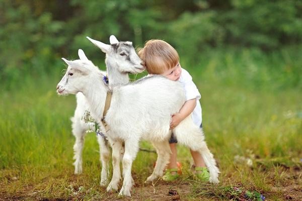 Giấc mơ thấy dê có thể mang lại nhiều vận rủi cho bạn Giấc mơ thấy dê có thể mang lại nhiều vận rủi cho bạn