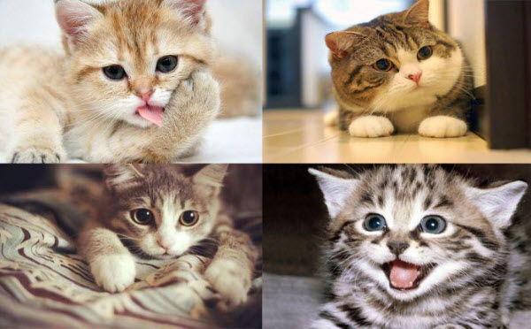 Mơ thấy mèo gắn với nhiều con số may mắn mơ thấy con mèo may mắn