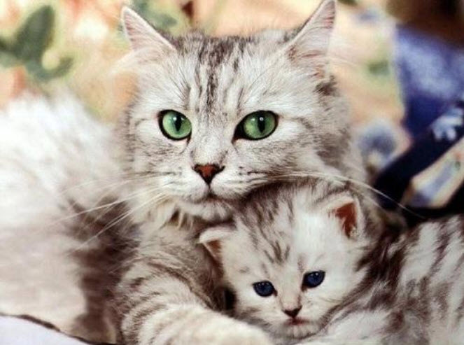 Mơ thấy mèo gắn với nhiều truyền thuyết đáng sợ mơ thấy mèo đánh con gì tốt