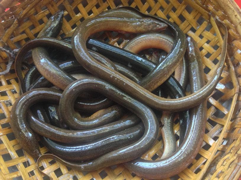 Nằm mơ thấy lươn đánh con gì - 3 mơ thấy lươn