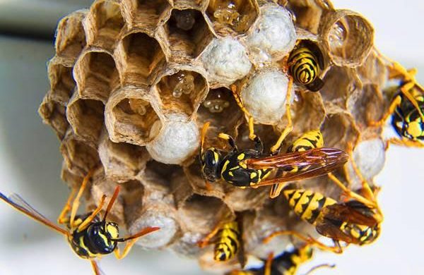 Tổ ong xuất hiện trong nhà tốt hay xấu Tổ ong xuất hiện trong nhà tốt hay xấu