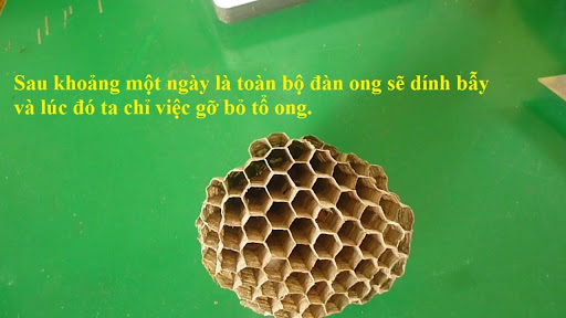 Ý nghĩa của tổ ong trong nhà Ý nghĩa của tổ ong trong nhà