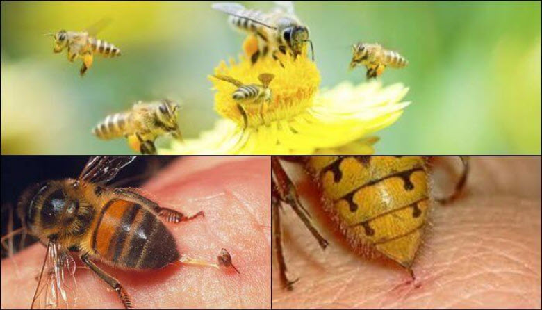 Mơ thấy bị ong đốt Mơ thấy bị ong đốt