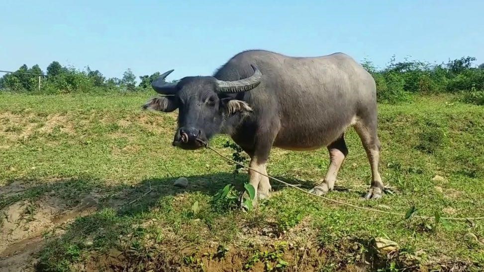 Con trâu là loài vật rất gần gũi với con người Việt Nam Con trâu là loài vật rất gần gũi với con người Việt Nam