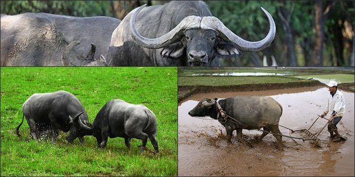 Nằm mơ thấy trâu có điềm báo gì - 2 mơ thấy trâu