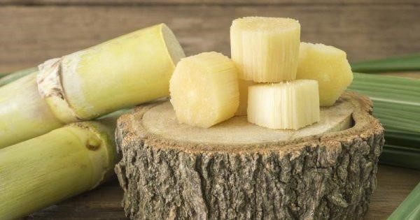 mơ thấy cây mía mơ thấy cây mía