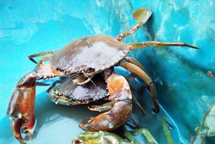 mơ thấy cua biển đánh con gì - 1 mơ thấy cua biển đánh con gì