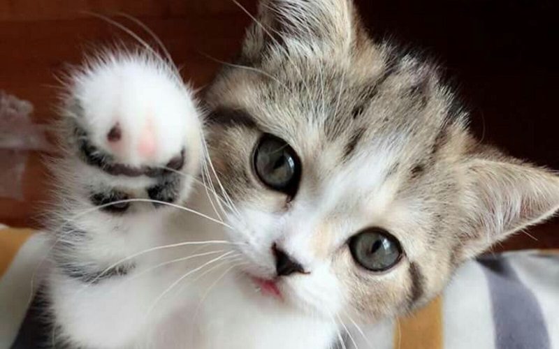 Giải mã giấc mơ mèo cắn Giải mã giấc mơ mèo cắn