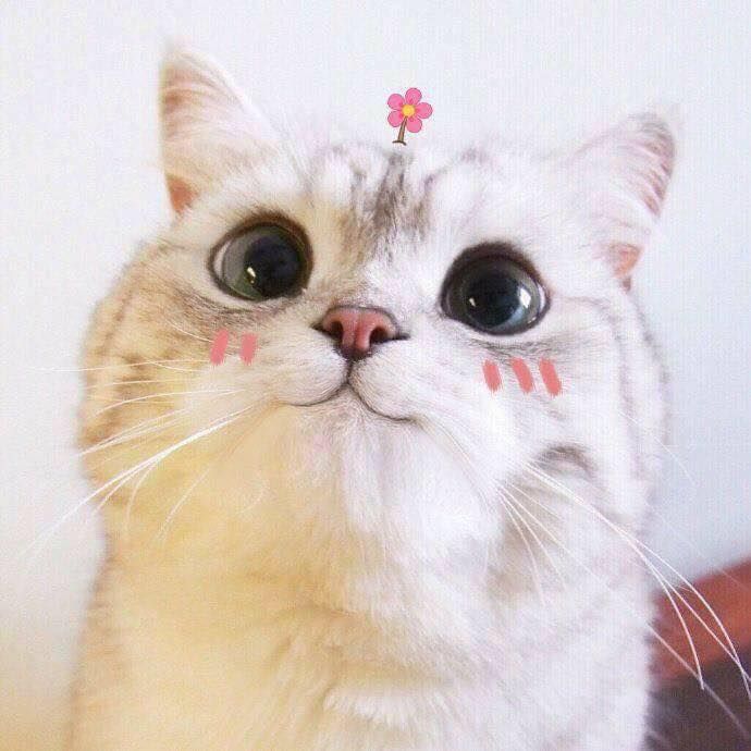 Ý nghĩa của việc nằm mơ thấy mèo cắn Ý nghĩa của việc nằm mơ thấy mèo cắn