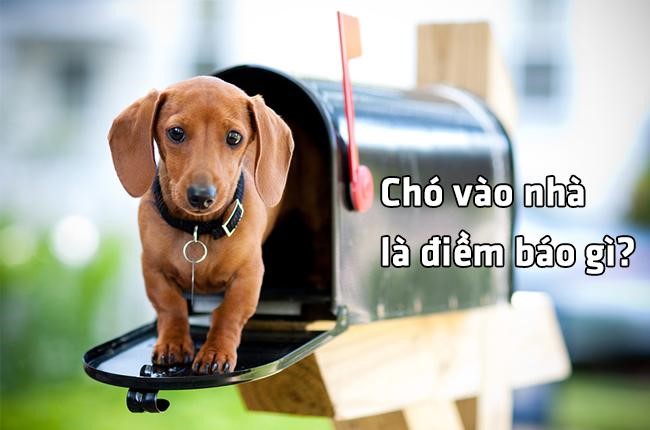 Chó là loài vật nuôi gần gũi, quen thuộc với con người Chó là loài vật nuôi gần gũi, quen thuộc với con người