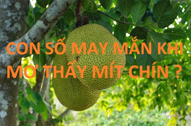 Đánh con số nào may mắn khi mơ thấy mít chín Đánh con số nào may mắn khi mơ thấy mít chín