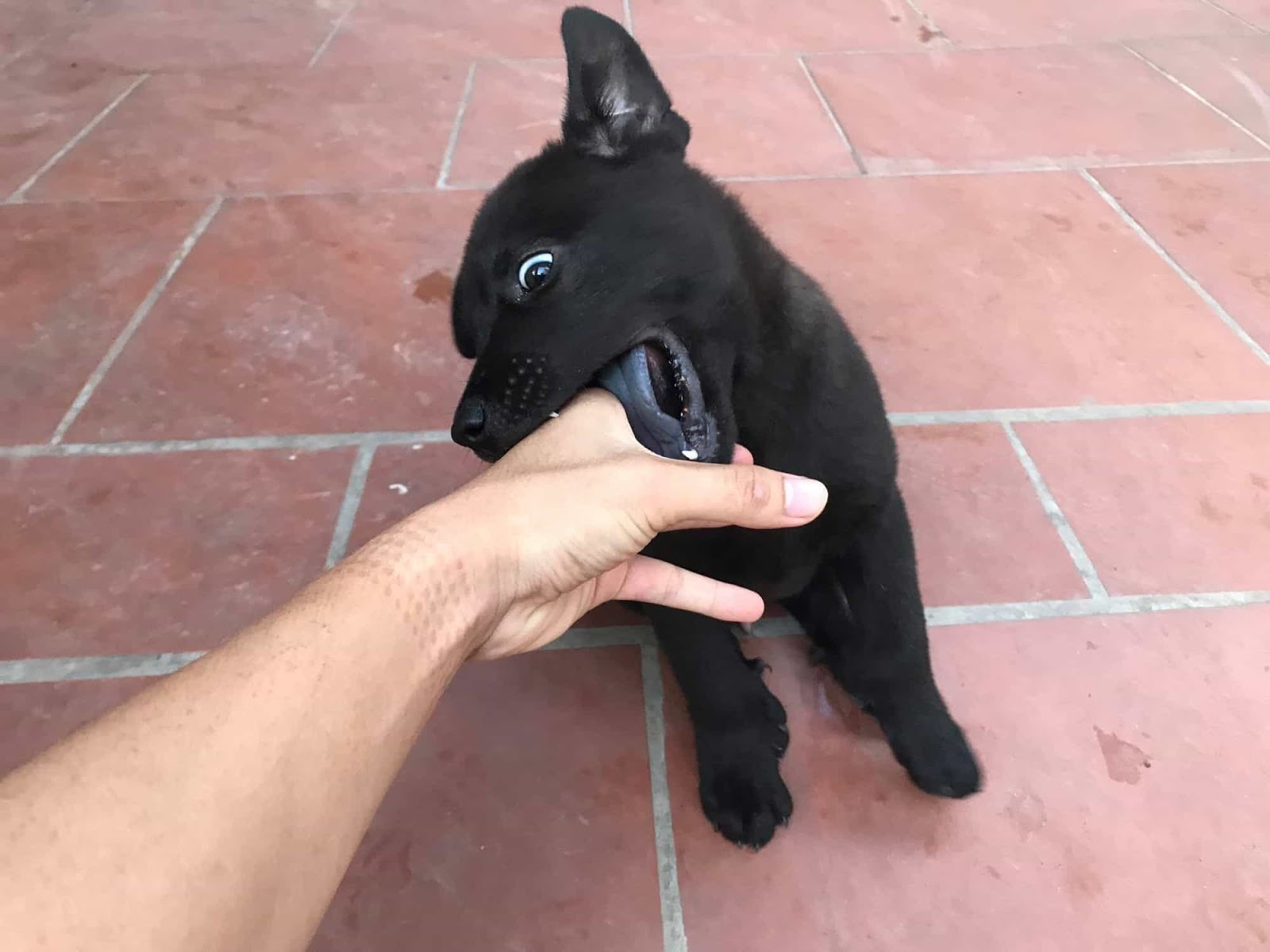 Mơ thấy chó đen cắn mình là điềm báo không tốt Mơ thấy chó đen cắn mình là điềm báo không tốt