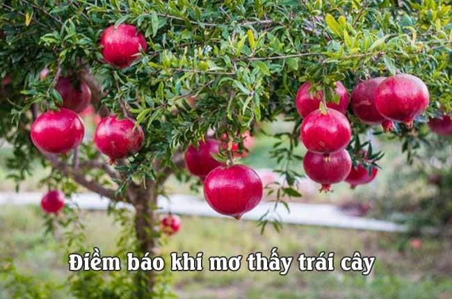 Mơ thấy trái cây luôn kèm theo những điềm báo tương lai Mơ thấy trái cây luôn kèm theo những điềm báo tương lai