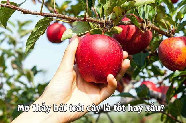Ứng dụng điềm báo ngủ mơ thấy hoa quả trái cây vào đánh số lô đề Ứng dụng điềm báo ngủ mơ thấy hoa quả trái cây vào đánh số lô đề